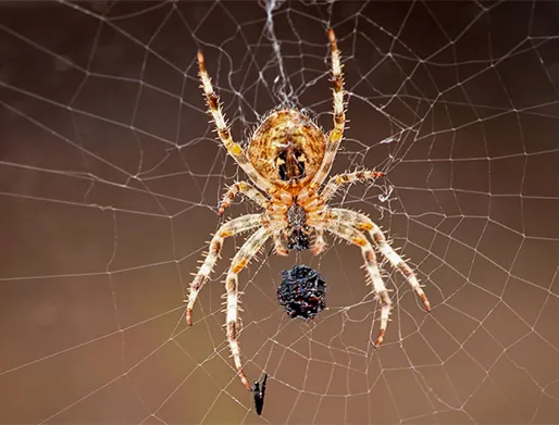 Dedetização de Aranhas em Arujá