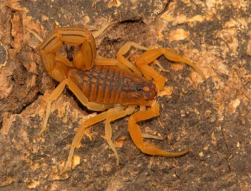 Dedetização de Escorpiões em São Bernardo do Campo