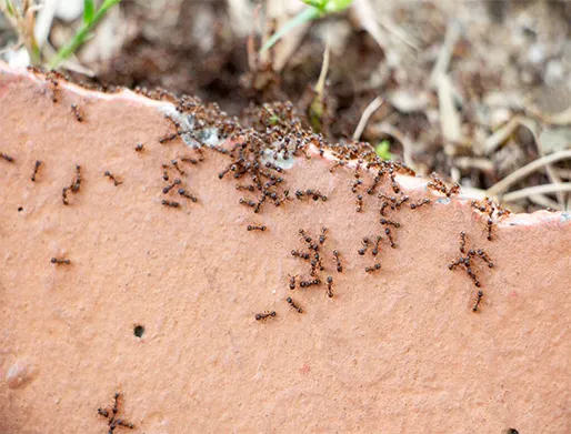 Dedetização de Formigas em Mauá