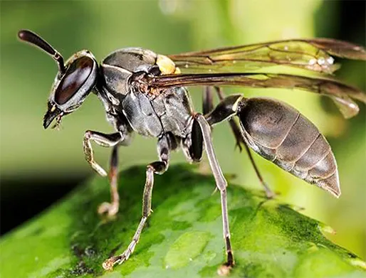 Dedetização de Marimbondos em Mogi das Cruzes