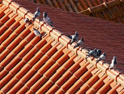 Dedetização de Pombos em Carapicuíba